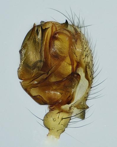 Réf. 226 720 : Lepthyphantes leprosus